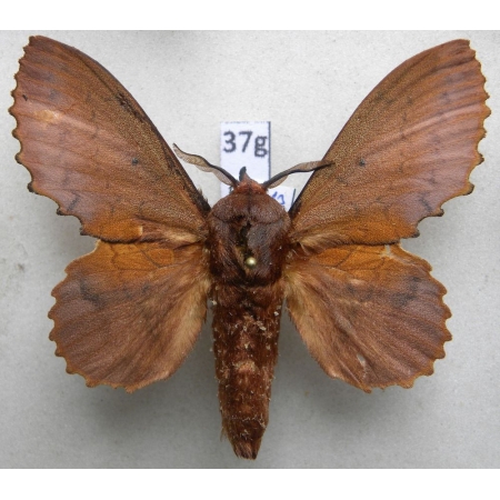 Gastropacha quercifolia (Linnaeus, 1758) male Czech37g
